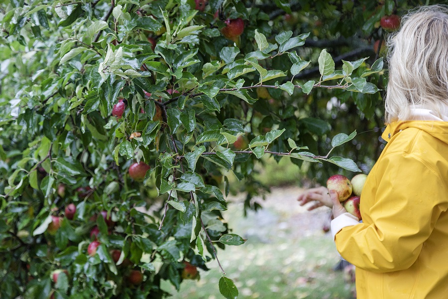 Person som plockar äpplen från ett träd